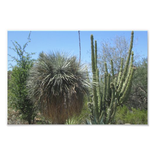 Cactus Garden Foto Afdruk (Voorkant)