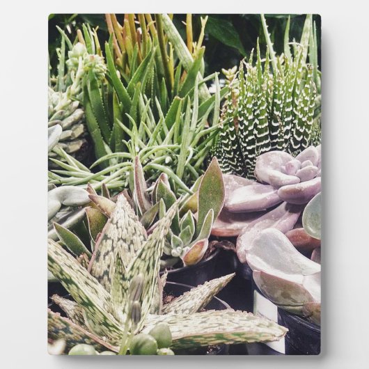 Cactus Garden Fotoplaat (Voorkant)