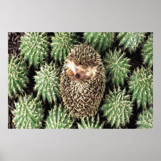 Cactus Garden Poster (Voorkant)