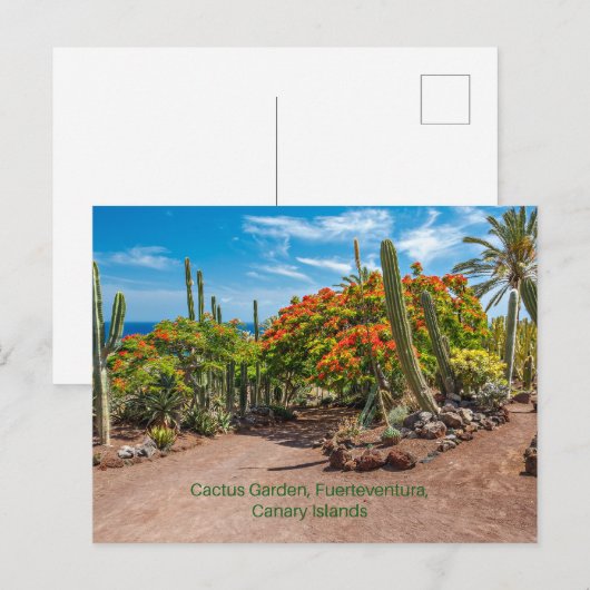 Cactus Garen, Fuerteventura, Canarische Eilanden, Briefkaart (Voorkant / Achterkant)