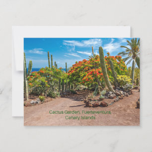 Cactus Garen, Fuerteventura, Canarische Eilanden, Briefkaart