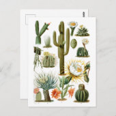 Cactus Grafiek Briefkaart (Voorkant / Achterkant)