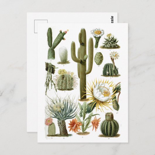  Cactus Grafiek Briefkaart (Voorkant / Achterkant)