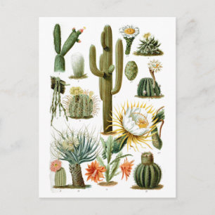  Cactus Grafiek Briefkaart