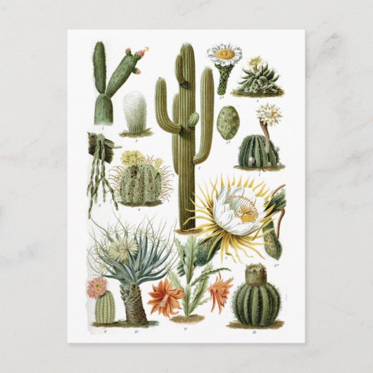 Cactus Grafiek Briefkaart (Voorkant)