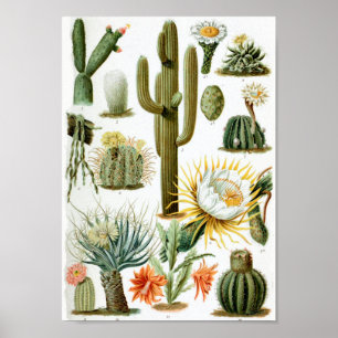  Cactus Grafiek Poster