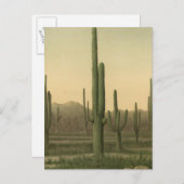 Cactus grove, Arizona Briefkaart (Voorkant / Achterkant)