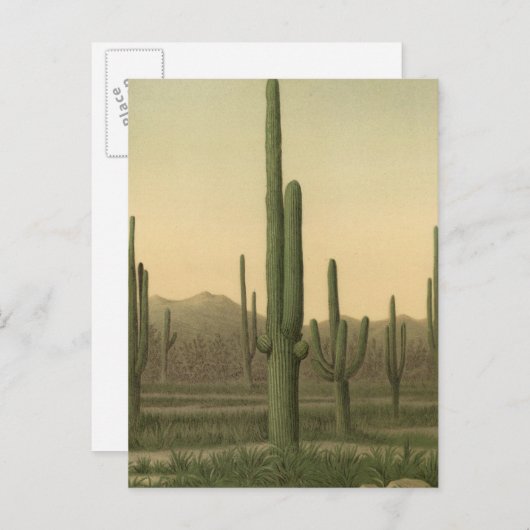 Cactus grove, Arizona Briefkaart (Voorkant / Achterkant)