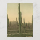 Cactus grove, Arizona Briefkaart (Voorkant)