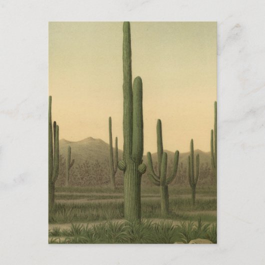 Cactus grove, Arizona Briefkaart (Voorkant)