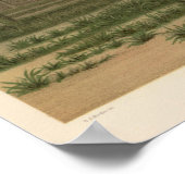 Cactus grove, Arizona Poster (Hoek)