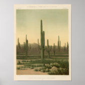 Cactus grove, Arizona Poster (Voorkant)