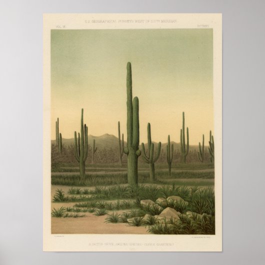 Cactus grove, Arizona Poster (Voorkant)