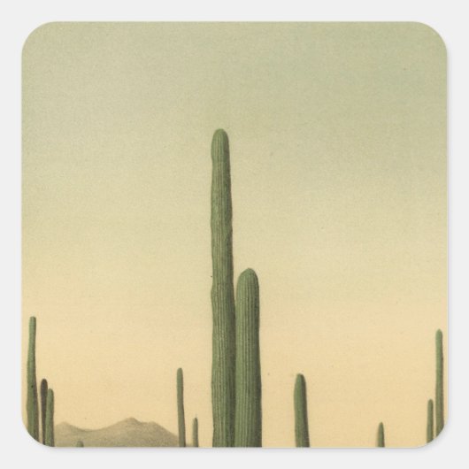 Cactus grove, Arizona Vierkante Sticker (Voorkant)