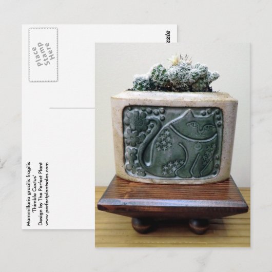 Cactus in de Container van het Kat door Succulent Briefkaart (Voorkant / Achterkant)