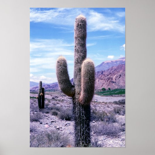 Cactus in de provincie Jujuy - Noord-Argentinië. Poster (Voorkant)