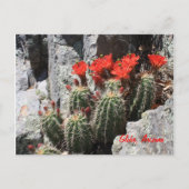 Cactus in de Rock Briefkaart (Voorkant)