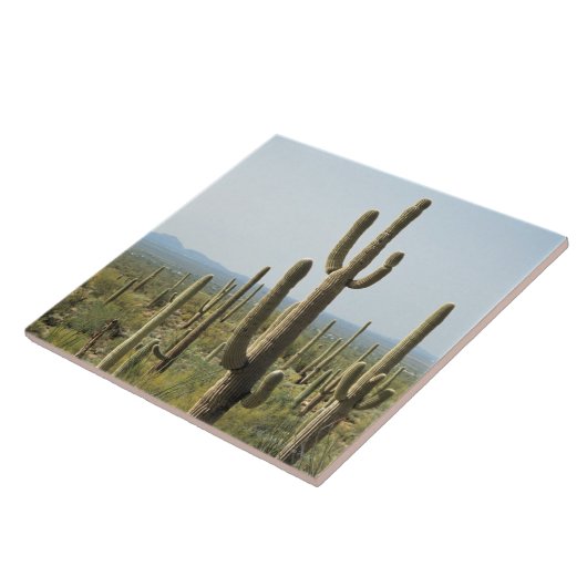 Cactus in het Nationaal Park Saguaro, Arizona 2 Tegeltje (Zijkant)