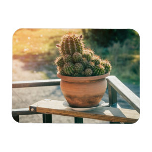 Cactus in het zonlicht magneet