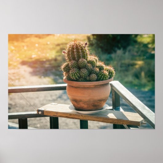 Cactus in het zonlicht poster (Voorkant)