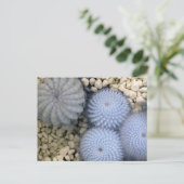 Cactus in infrarood licht briefkaart (Staand voorkant)