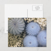 Cactus in infrarood licht briefkaart (Voorkant / Achterkant)