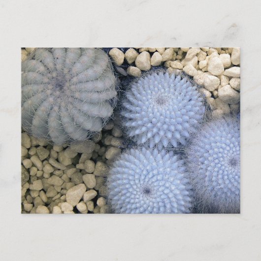 Cactus in infrarood licht briefkaart (Voorkant)