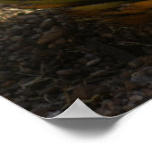 Cactus in Morning Light Poster (Hoek)