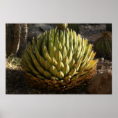 Cactus in Morning Light Poster (Voorkant)