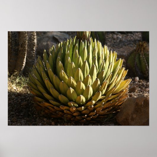 Cactus in Morning Light Poster (Voorkant)