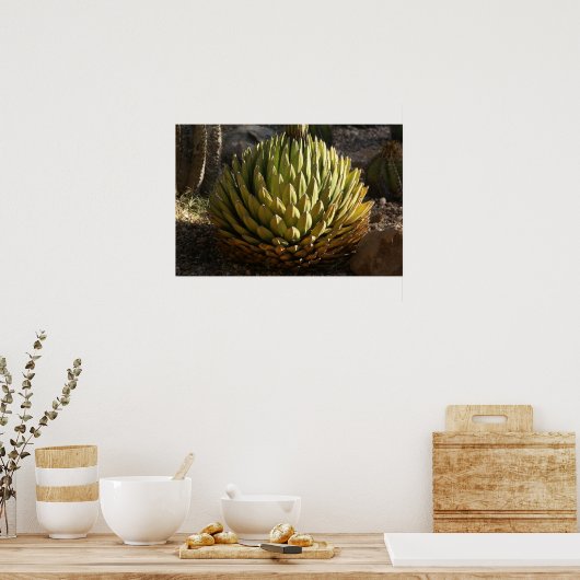 Cactus in Morning Light Poster (Keuken)