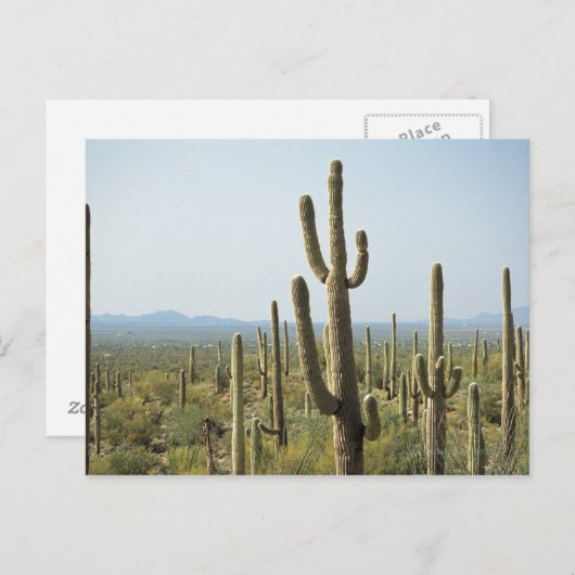Cactus in Nationaal Park Saguaro, Arizona 2 Briefkaart (Voorkant / Achterkant)