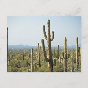 Cactus in Nationaal Park Saguaro, Arizona 2 Briefkaart