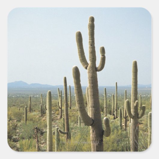 Cactus in Nationaal Park Saguaro, Arizona 2 Vierkante Sticker (Voorkant)