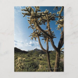 Cactus in Saguaro Nationaal Park, Arizona Briefkaart