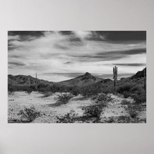 Cactus in witte zanden poster (Voorkant)