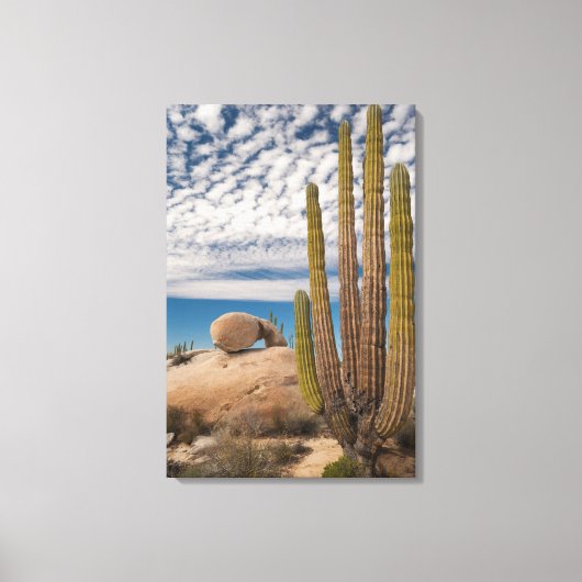 Cactus in woestijn landschap canvas afdruk (Voorkant)