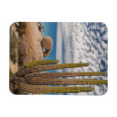 Cactus in woestijn landschap magneet (Horizontaal)