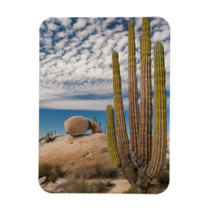 Cactus in woestijn landschap magneet
