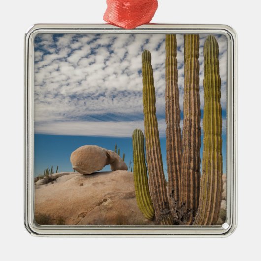 Cactus in woestijn landschap metalen ornament (Voorkant)