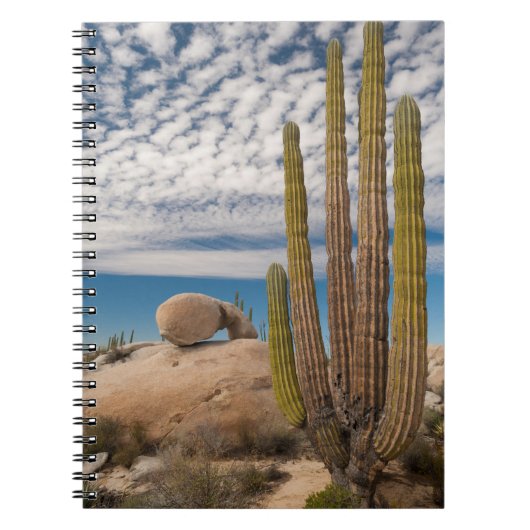 Cactus in woestijn landschap notitieboek (Voorkant)
