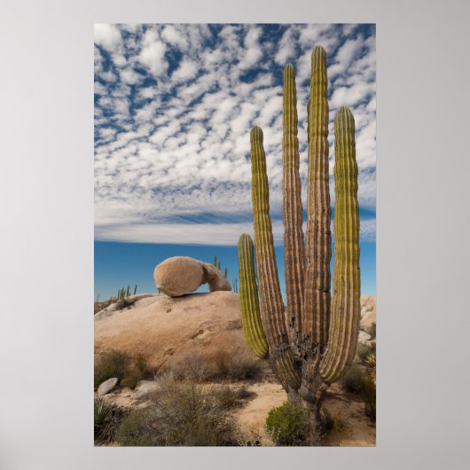 Cactus in woestijn landschap poster (Voorkant)