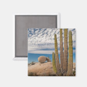 Cactus In Woestijn Scène Magneet (Voorkant / Achterkant)