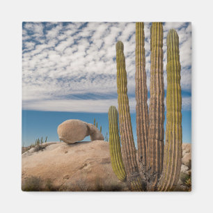 Cactus In Woestijn Scène Magneet