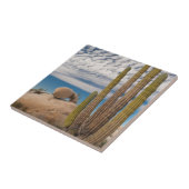 Cactus in woestijn Schilderachtig Tegeltje (Zijkant)