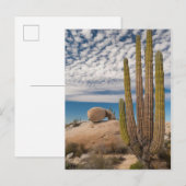 Cactus in woestijnlandschap briefkaart (Voorkant / Achterkant)