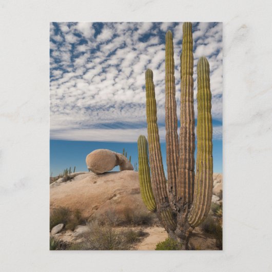 Cactus in woestijnlandschap briefkaart (Voorkant)
