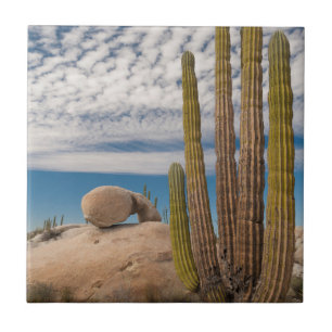 Cactus in woestijnlandschap tegeltje