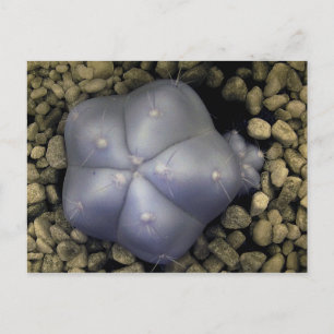 Cactus, infraroodfoto briefkaart