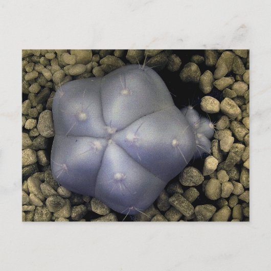 Cactus, infraroodfoto briefkaart (Voorkant)